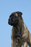 BULLMASTIFF 348